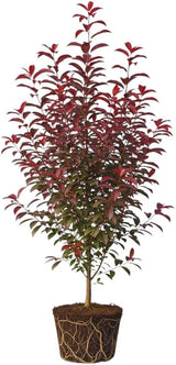 Red Choke Cherry Tree Live Plant, 2.5 Inch Pot, Prunus virginiana, Cold Hardy Chokecherry Plant, Fast Growing, Decorative Landscape Tree for Yard, Garden & Outdoor Spaces, Ready to Plant