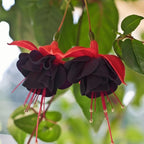 Fuchsia Plants Live, Gold and Red Foliage, 6-12 Inch Tall, Autumnale Variety, Trailing Flowering Plant, Ideal for Hanging Baskets