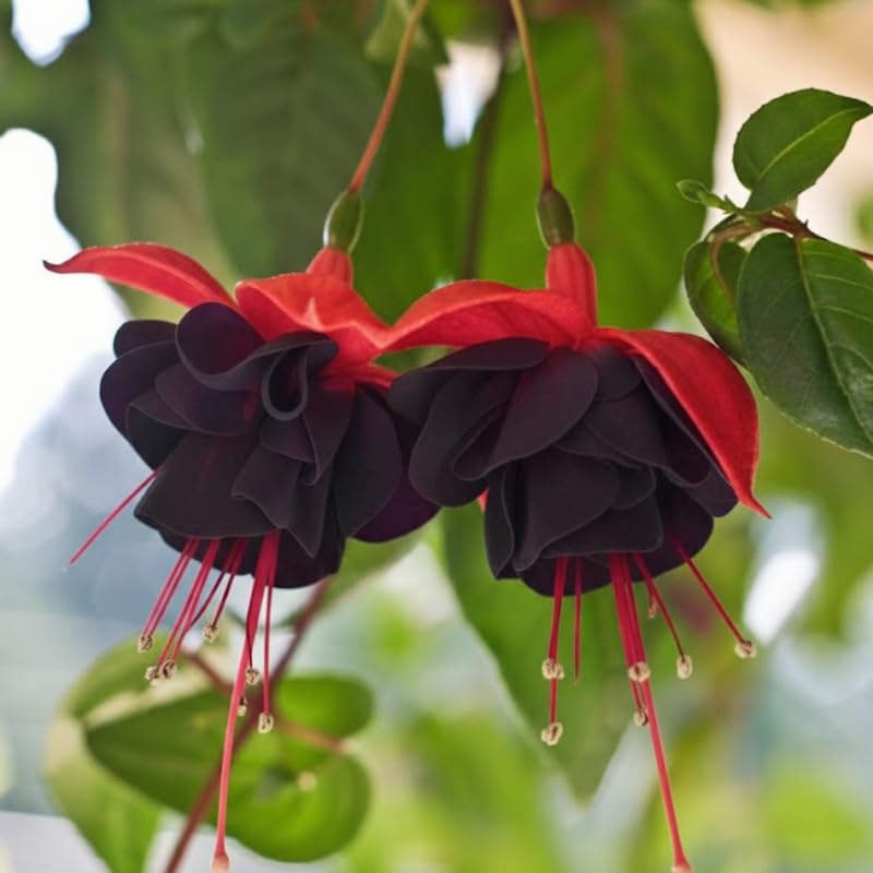 Fuchsia Plants Live, Gold and Red Foliage, 6-12 Inch Tall, Autumnale Variety, Trailing Flowering Plant, Ideal for Hanging Baskets