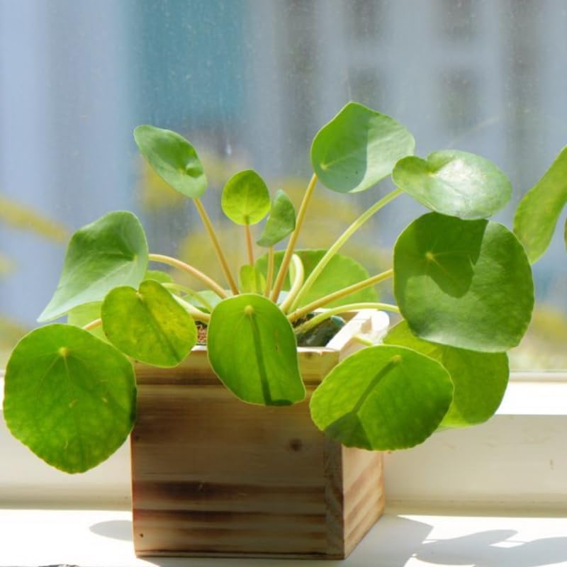 Pilea Peperomioides Live House Plant in 4'' Inch Pot | Chinese Money Plant Live for Planting| Compact Indoor Plant for Modern Home & Office Settings | Real Plants for Easy Indoor Gardening