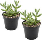 2 Rare Live Succulent Cactus Plants, Pickle Plant Delosperma Echinatum 4 Inch Potted, Unique Succulent for Indoor Display and Collections