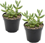 2 Rare Live Succulent Cactus Plants, Pickle Plant Delosperma Echinatum 4 Inch Potted, Unique Succulent for Indoor Display and Collections