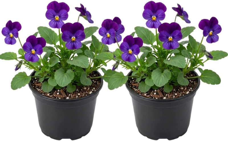 2 Perennial Viola Plant, Violet Viola in 3" Pot, Grow Robust Purple Blooms for Borders, Containers & Landscapes