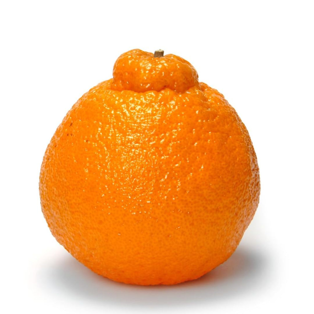 Hamlin Orange Tree for Planting | 2.5–3 Ft Live Citrus Plant | Easy-Grow Edible Fruit Tree for Home Gardens & Patios | No Ship to CA,HI,AK