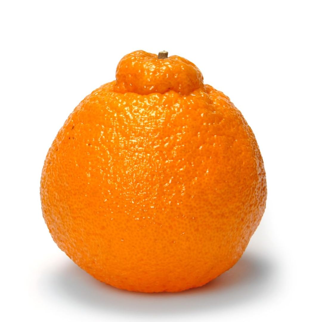 Hamlin Orange Tree for Planting | 2.5–3 Ft Live Citrus Plant | Easy-Grow Edible Fruit Tree for Home Gardens & Patios | No Ship to CA,HI,AK