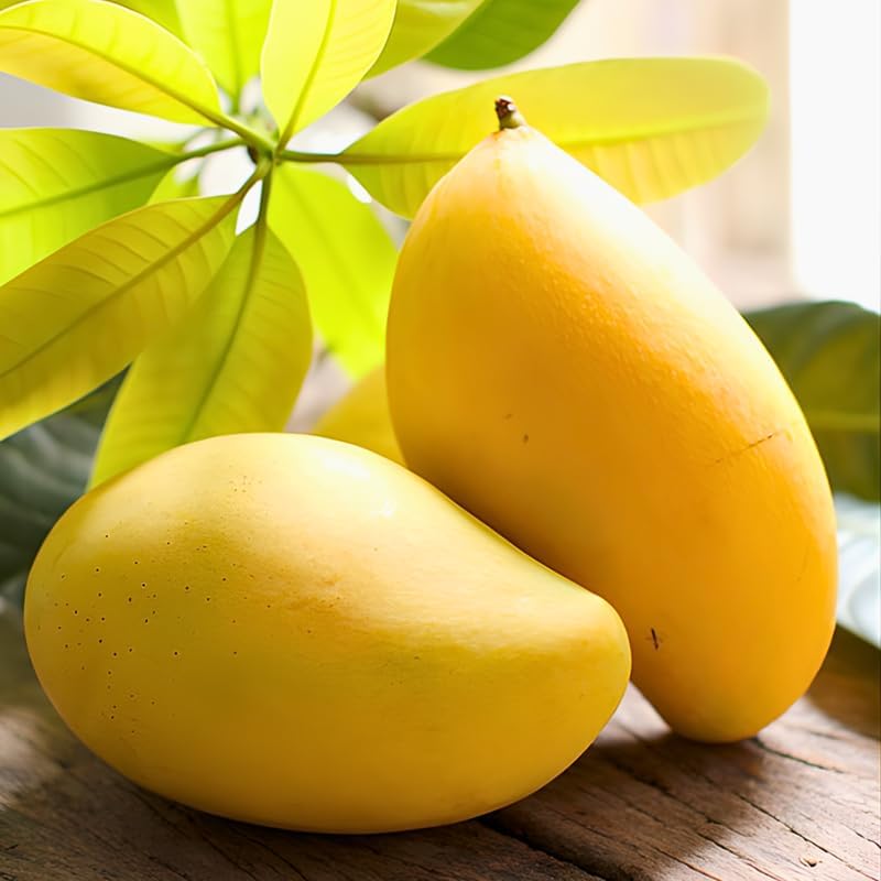 Carrie Mango Tree Live Plant | Fruit Tree 2.5–3 Ft Tall for Planting| Premium Tropical Mango Plant for Patio Containers, Yard Planting & Garden Landscapes | No Ship CA, HI, AK