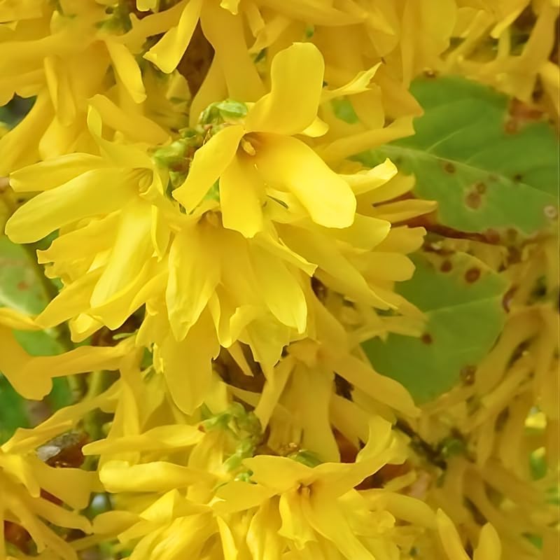 Lynwood Gold Forsythia Live Shrub | Quart Pot Forsythia Bush | Outdoor Plant for Landscape Use | Great for Garden Borders