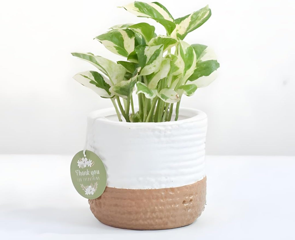 N’Joy Live Pothos Plant in 4 Inch Pot | Epipremnum Aureum Indoor Plant with Stunning White Variegation | Low Maintenance Pothos for Office & Indoor Garden Décor