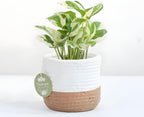 N’Joy Live Pothos Plant in 4 Inch Pot | Epipremnum Aureum Indoor Plant with Stunning White Variegation | Low Maintenance Pothos for Office & Indoor Garden Décor