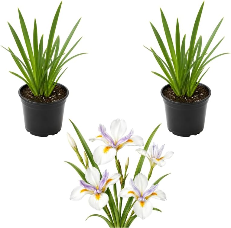 2 Iris Plants Live, 4-8" Tall, Drought Tolerant African White Iris Live, Low Maintenance Dietes Iridioides, High-Yield, Suitable for Gardens & Landscaping