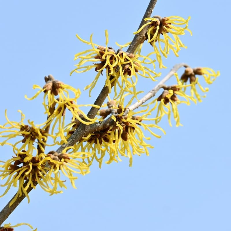 10 Witch Hazel Shrub Live Plant | 1-2ft Bare Root Seedlings | Mature Established Flowering Shrub | Ready to Plant Large Ornamental Shrub