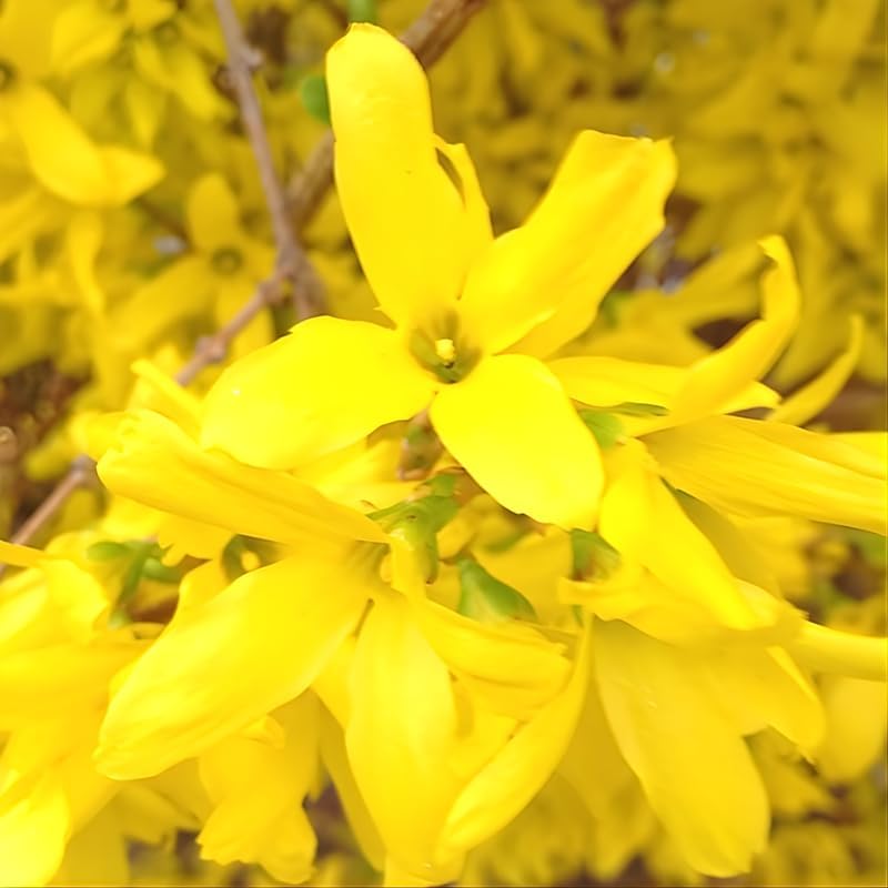 Lynwood Gold Forsythia Live Plant | Quart Pot | Forsythia Bush Plant for Outdoor Growing | Ideal for Garden Planting and Landscape Use