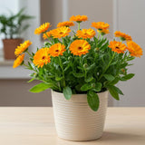 Calendula Plant Live, Well-Rooted 3-4" Starter, Cold-Hardy Calendula Officinalis for Companion Planting