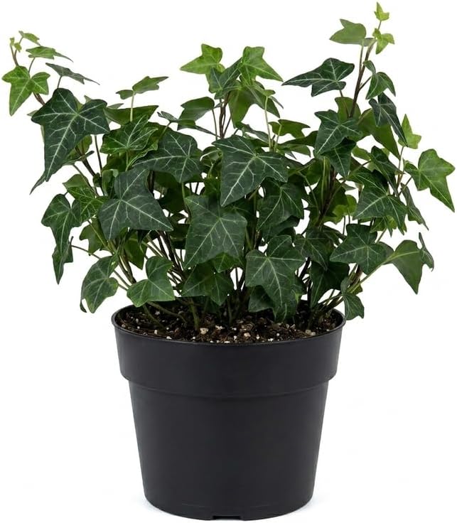Baltic Ivy Live Plant in Pot, Cold-Hardy Hedera Helix Sub Zero, Fast-Growing Evergreen Ivy Vines & Ground Cover for Indoor or Outdoor Use