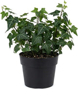 Baltic Ivy Live Plant in Pot, Cold-Hardy Hedera Helix Sub Zero, Fast-Growing Evergreen Ivy Vines & Ground Cover for Indoor or Outdoor Use
