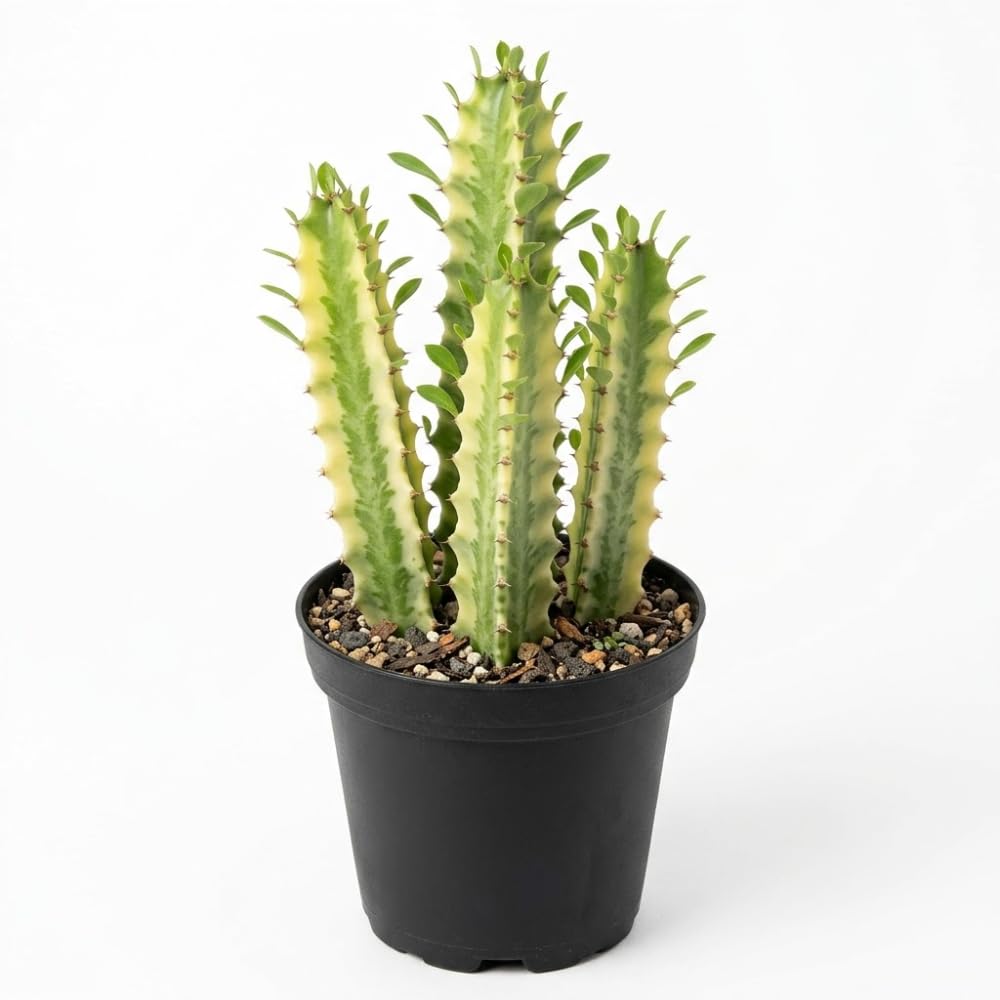 African Milk Tree, 3 Inch Pot, Robust Euphorbia Trigona Succulent with Teardrop Leaves, Sturdy Growth