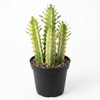 African Milk Tree, 3 Inch Pot, Robust Euphorbia Trigona Succulent with Teardrop Leaves, Sturdy Growth