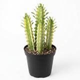 African Milk Tree, 3 Inch Pot, Robust Euphorbia Trigona Succulent with Teardrop Leaves, Sturdy Growth