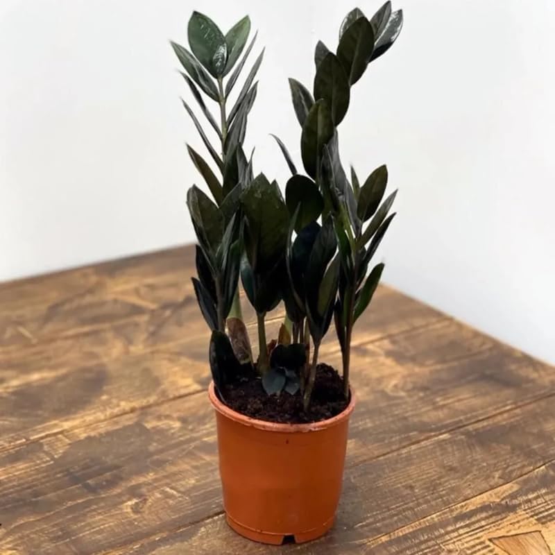 ZZ Plant Live in 6’’ Inch Pot |Black Raven ZZ Plant Live with Glossy Dark Foliage | Easy-Care Zamioculcas for Indoor Rooms, Works Well in Homes, Apartments & Office Settings