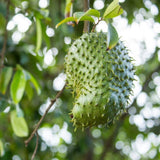 Soursop Plant Live, Guanabana Starter, 2-3 Ft Tall in 3 Gal Container, Self-Pollinating Soursop for Fresh Juice and Smoothies (No Ship to CA,HI,AK)
