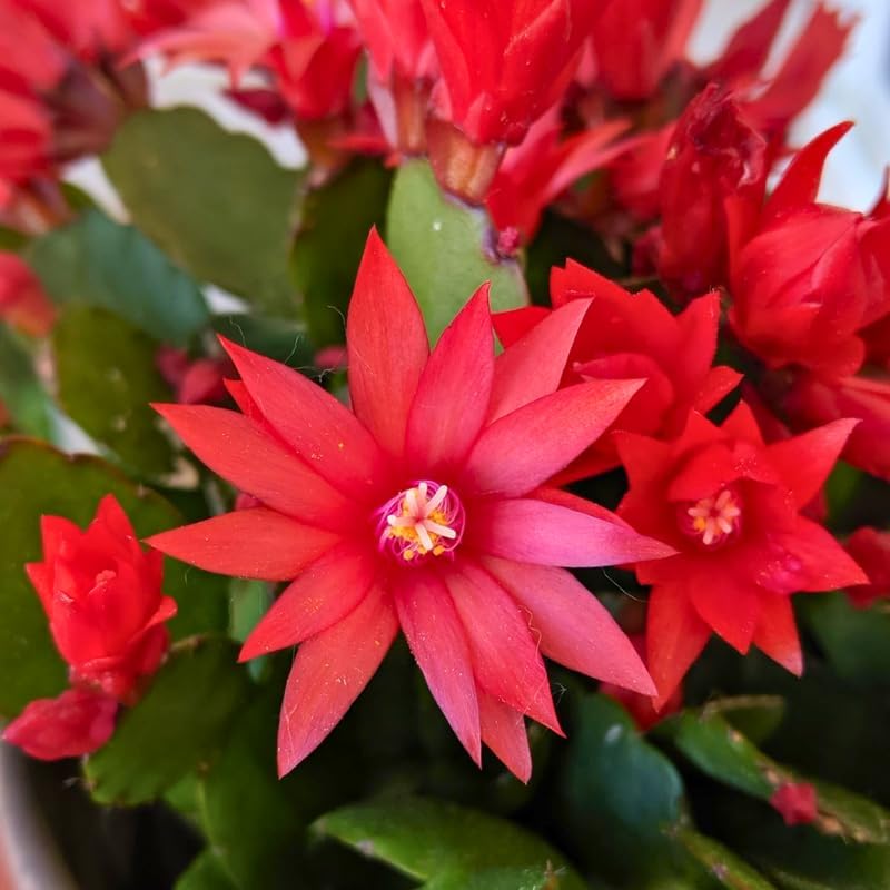 Light Orange Easter Cactus Live Plant 3 Inch Tall – Flowering Indoor Holiday Cactus with Soft Orange Blooms, Easy Care Easter Cactus Plants Live for Home, Office or Gift