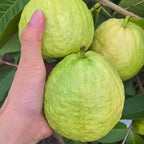 Ruby Guava Tree for Planting | Fresh Fruit 3 Ft Tall | Ideal Guava Tree Live Plant for Home Gardens & Patio Containers