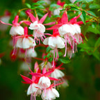 2 Fuchsia Plants Live, Dark Blue & Red Fuchsia, 6-12 Inch Tall, Blue Eye Variety, Trailing Flowering Plant, Ideal for Hanging Baskets