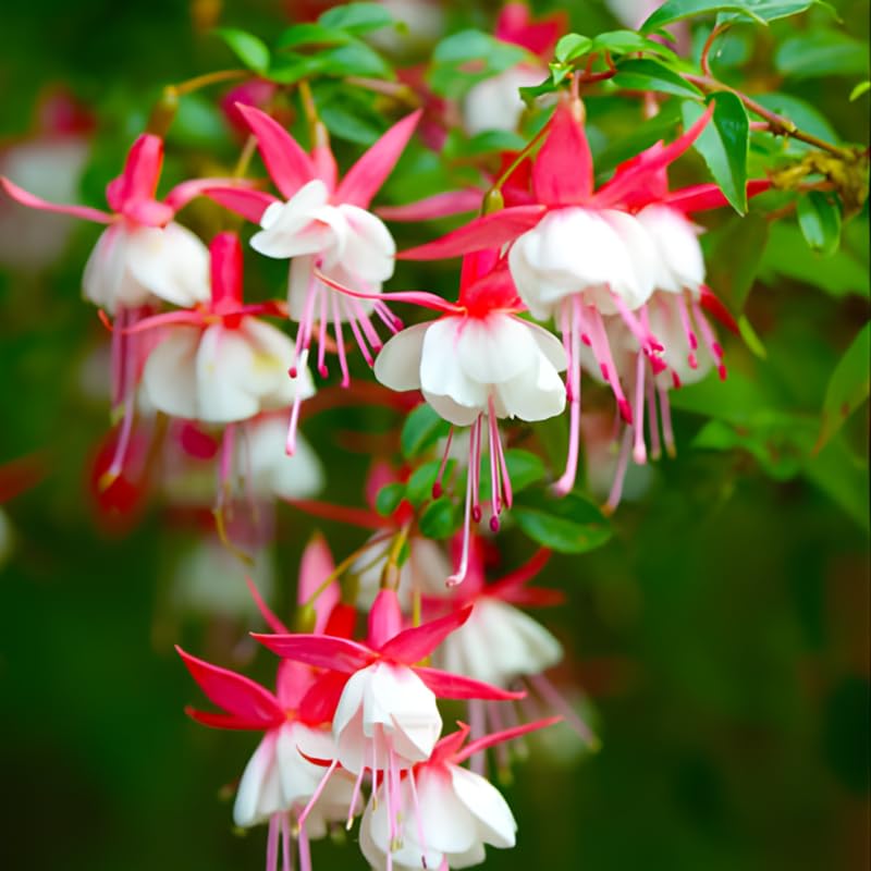 2 Fuchsia Plants Live, Gold and Red Foliage, 6-12 Inch Tall, Autumnale Variety, Trailing Flowering Plant, Ideal for Hanging Baskets