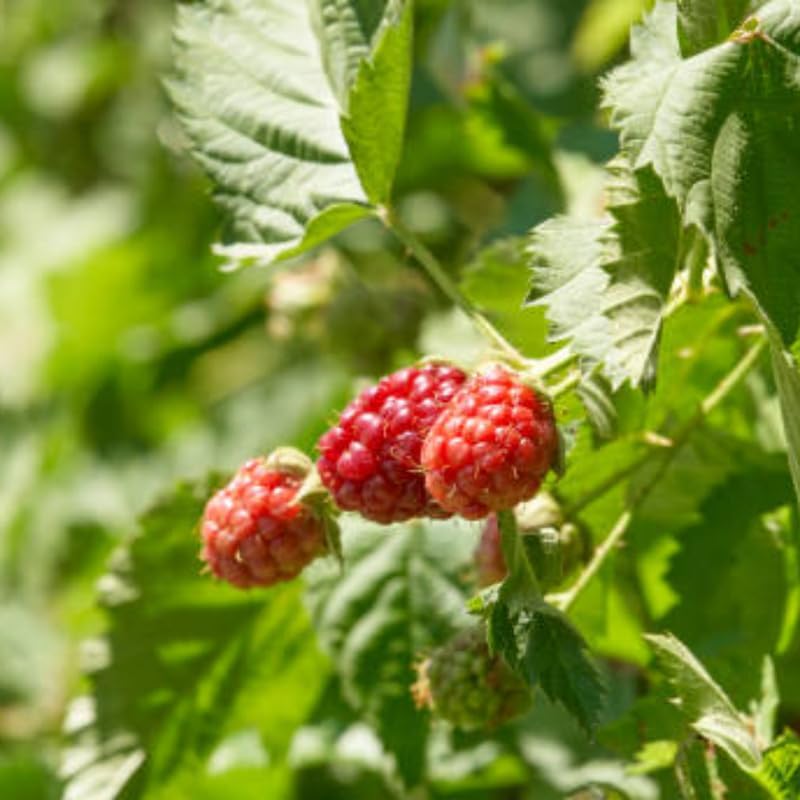 Live Raspberry Plants Live for Planting, 3" Bare Root Seedling, Cold-Hardy Rubus Idaeus Deciduous Shrub, Well-Rooted Starter Plant for Home Orchard