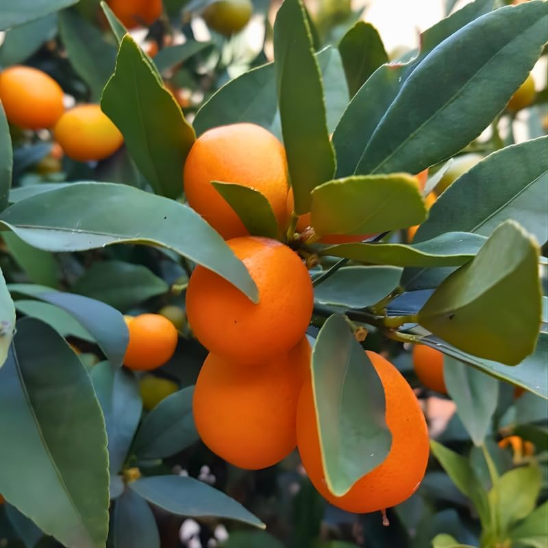Live Meiwa Kumquat Tree 3 Ft Tall | Productive Sweet Citrus Fruit Tree | Fresh Kumquats for Planting | Ideal for Backyard & Patio Containers