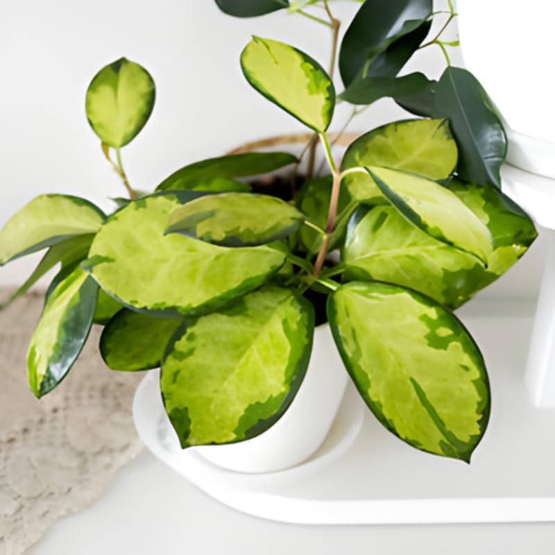 Hoya Plants Live Houseplants, Hoya Australis in 4 Inch Pot, Potted Wax Plant Vine, Fragrant Indoor Ivy for Home and Office Décor