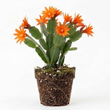 Light Orange Easter Cactus Live Plant 3 Inch Tall – Flowering Indoor Holiday Cactus with Soft Orange Blooms, Easy Care Easter Cactus Plants Live for Home, Office or Gift