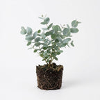 Live Silver Dollar Eucalyptus Plant, 6" Bare Root Starter Plant, Eucalyptus Cinerea Fast Growing Shrub, Well-Rooted Seedlings for Floral Arrangements and Décor