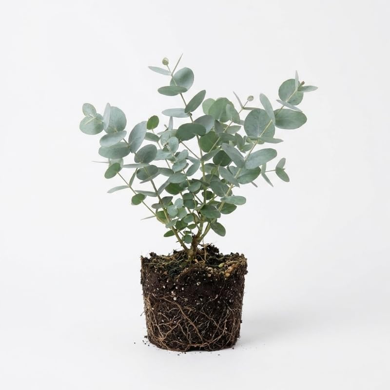 Eucalyptus Silver Dollar Plant 4 Inch Bare Root Seedlings, Low Maintenance Aromatic Evergreen, Robust Well-Rooted Starter Plants