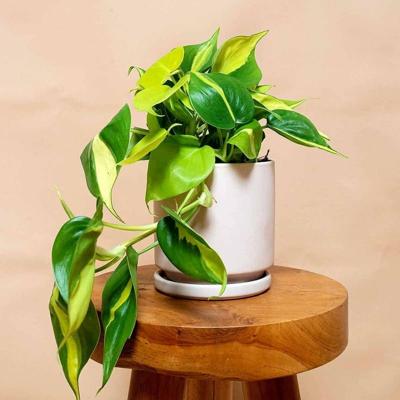 2 Heartleaf Philodendron Live Plant, 4 Inch Pot, Philodendron Cordatum Brasil, Indoor Trailing Plant for Home Office Decor, Bookcases and Easy Display