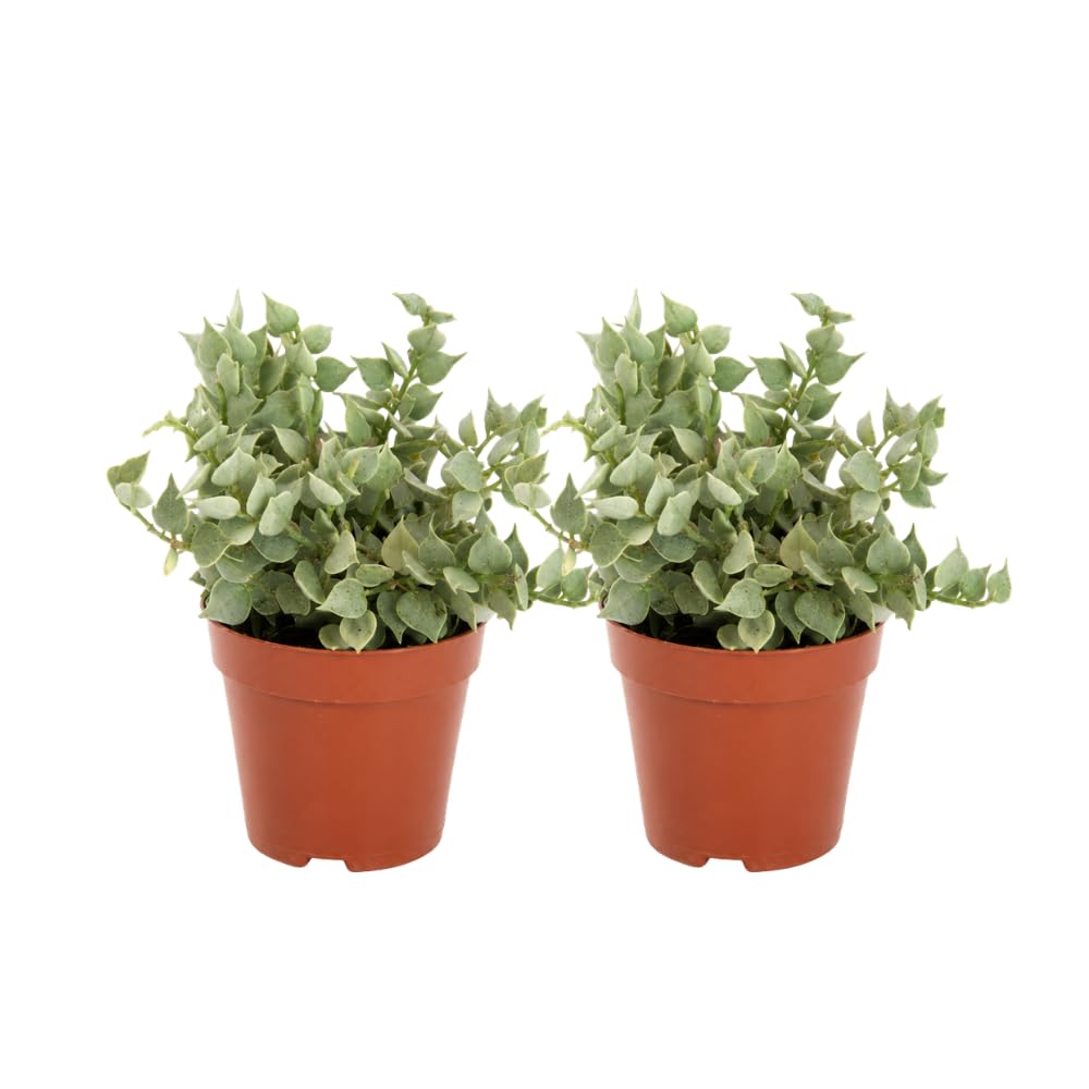 2 Dischidia Million Hearts Succulent Plants Live, 3" Pot, Hardy, Easy Care, Unique House Plant for Home, Office, and Balcony