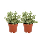 2 Dischidia Million Hearts Succulent Plants Live, 3" Pot, Hardy, Easy Care, Unique House Plant for Home, Office, and Balcony