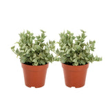 2 Dischidia Million Hearts Succulent Plants Live, 3" Pot, Hardy, Easy Care, Unique House Plant for Home, Office, and Balcony