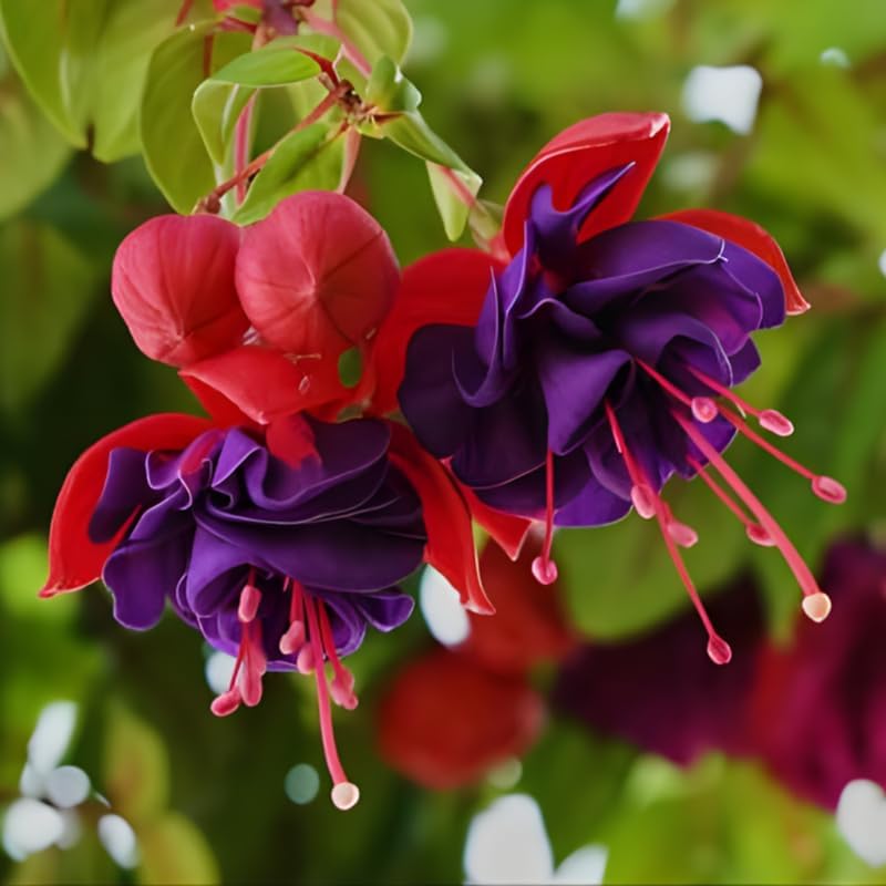 Fuchsia Plants Live, Double Red Fuchsia, 6-12 Inch Tall, Marinka Variety, Fast Growing Deciduous Flowering Shrub, Well-Rooted Plant