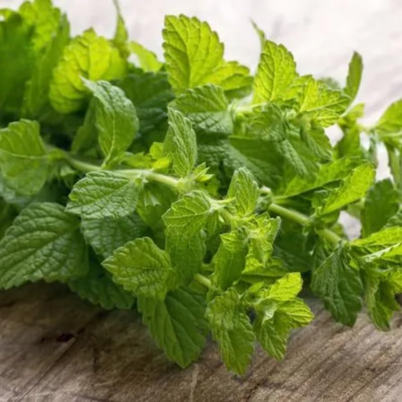 2 Chocolate Mint Plants, 3-Inch Pot, Mint Plants Live, Fast Growing Aromatic Perennial for Modern Landscape and Herb Gardening