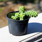 Succulent Plants, Donkey Tail Succulent Plants Live in 2 Inch Pot, Plant for Home Office, Wedding Hanging Decoration & DIY Projects