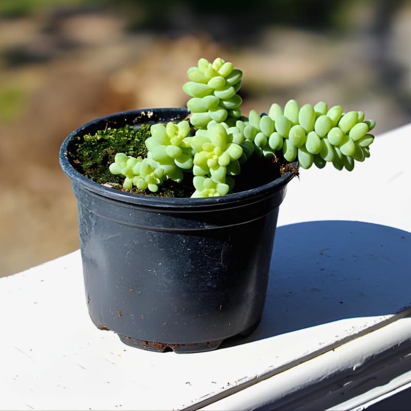 Succulent Plants, Donkey Tail Succulent Plants Live in 2 Inch Pot, Plant for Home Office, Wedding Hanging Decoration & DIY Projects
