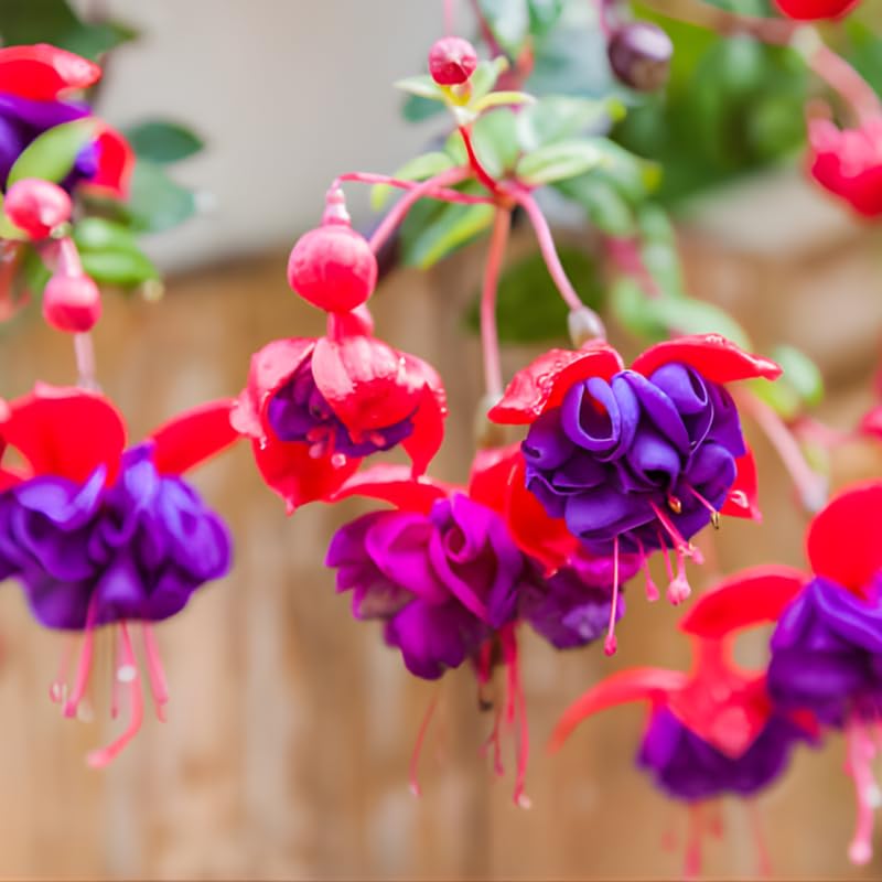 Fuchsia Plants Live, Gold and Red Foliage, 6-12 Inch Tall, Autumnale Variety, Trailing Flowering Plant, Ideal for Hanging Baskets