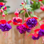 Fuchsia Plants Live, Gold and Red Foliage, 6-12 Inch Tall, Autumnale Variety, Trailing Flowering Plant, Ideal for Hanging Baskets