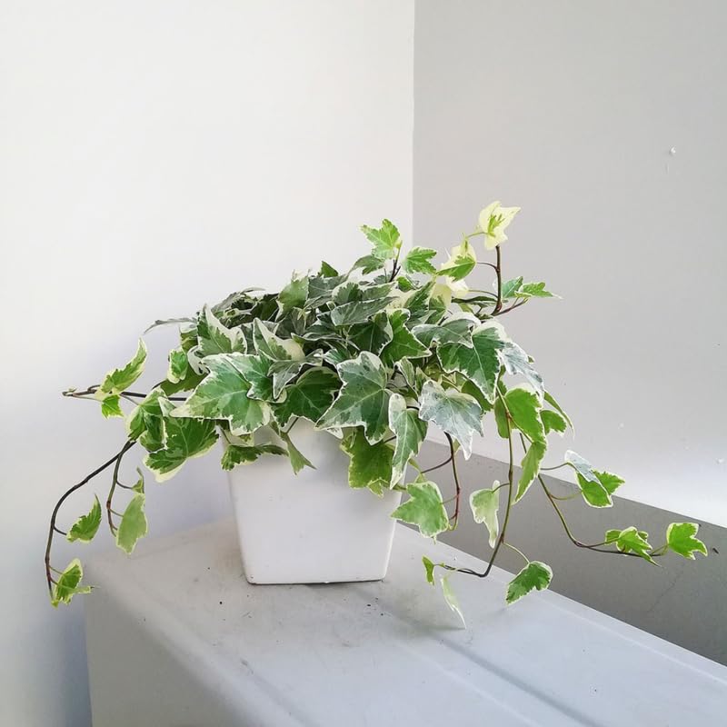Glacier English Ivy Live Plants in 4” Inch Pot | Fast-Growing Variegated English Ivy Houseplant with Trailing Vines | Glacier English Ivy Indoor Plant for Hanging Planters & Indoor Landscaping