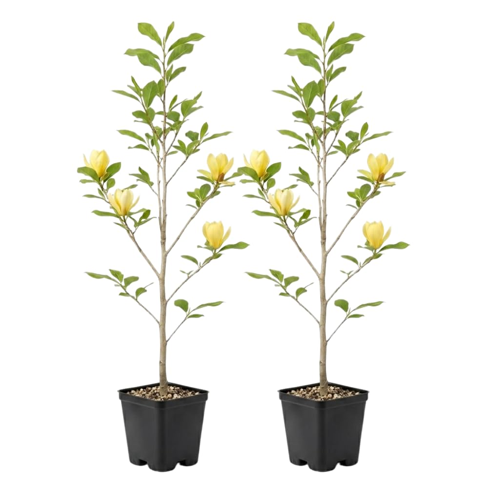2 Ann Magnolia Tree, 12-18 Inch Tall in 2.5 Inch Pot, Vigorous Spring Bloomer for Sunny Backyard Landscapes, Fragrant Flower Tree
