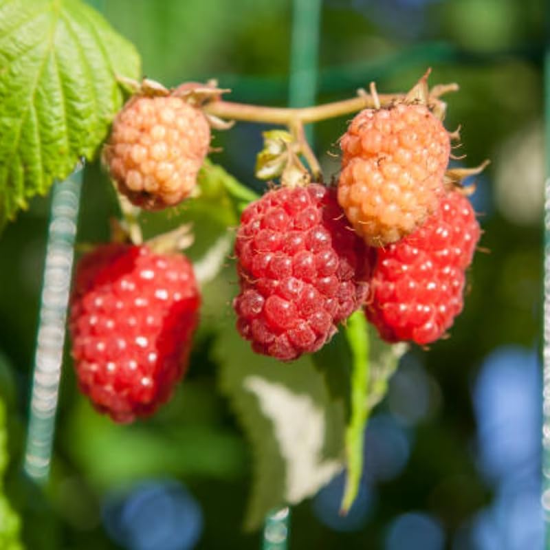 2 Red Raspberries Plants, 7 Inch Bare Root Seedling, Low Maintenance Fruit Bearing Shrub, Robust Well-Rooted Starter Shrub