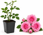 Pink Climbing Roses Live Plant, Small Size, Fragrant Climbing Rose Bush, Beautiful Double Blooms, Perennial Flower Plant for Backyard Fences and Walls