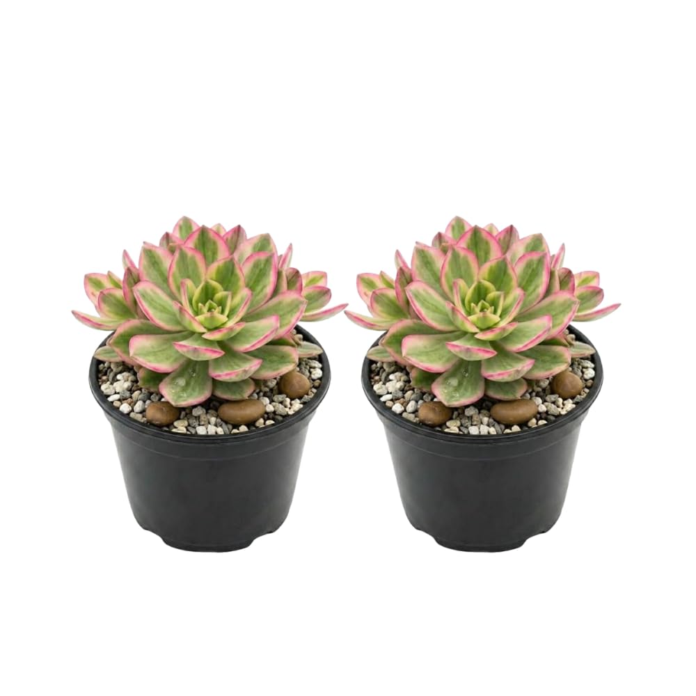 2 Echeveria Chroma Succulent Plants Live, 2 Inch Pot, Rare Live Succulent, Easy Care, Vibrant Color Indoor Houseplant for Home, Office Décor, Small Spaces & Gifts
