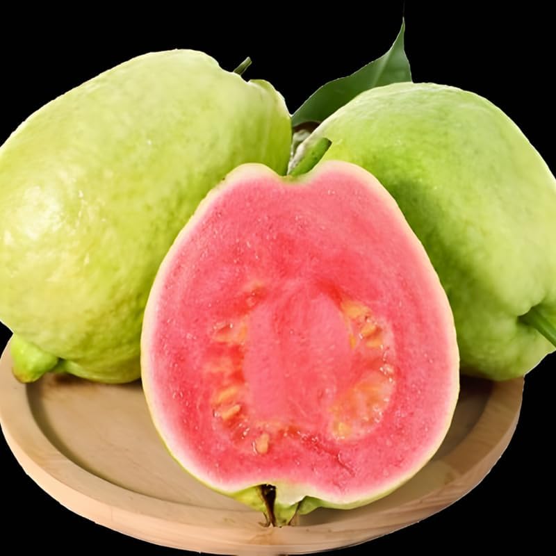 Ruby Guava Tree for Planting | Fresh Fruit 3 Ft Tall | Ideal Guava Tree Live Plant for Home Gardens & Patio Containers